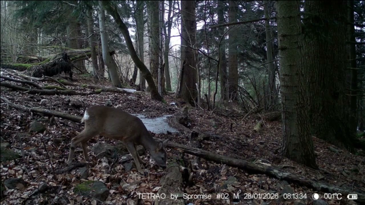 Zivot v horach🐈🐺🐻🐰🐗