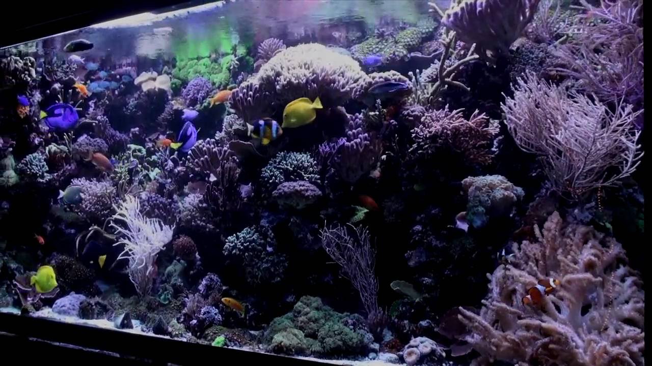 A perfect german reef aquarium vol 4