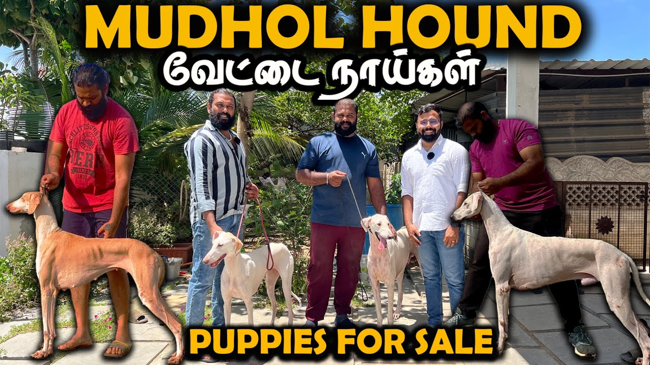 Mudhol Hound வேட்டைநாய்கள் Dogs for Sale | Coimbatore Radan Kennel | Puppies for sale