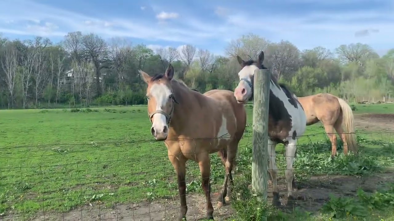 Mares