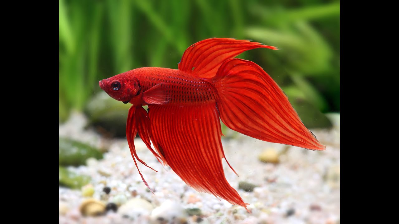 Terri the Betta & some ocean ambience #ambience #fishtank #chill #relax