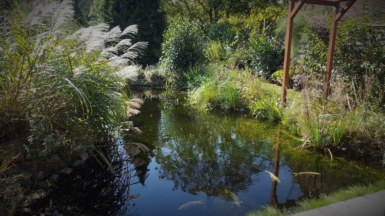 [HD] short clip of my 3 years old 6600 gallon pond [1/1]