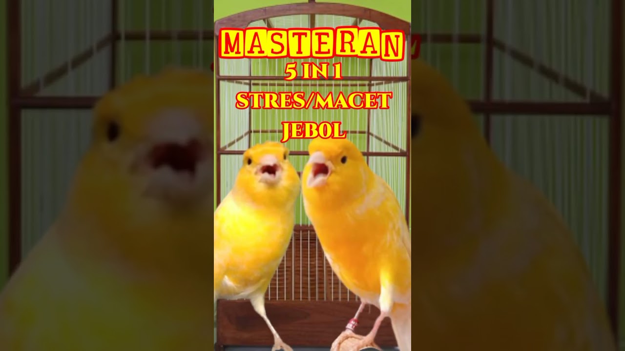 MASTERAN KENARI MACET BUNYI 5 IN 1 | CANARY SINGING