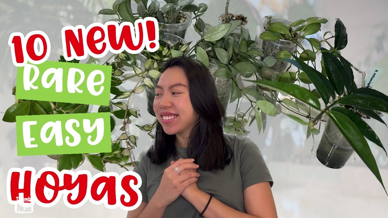 🌱10 NEW HOYA!! | Rare and Easy | HOYA HAUL | LOOOONG VIDEO | Care tips | Growth | Watering