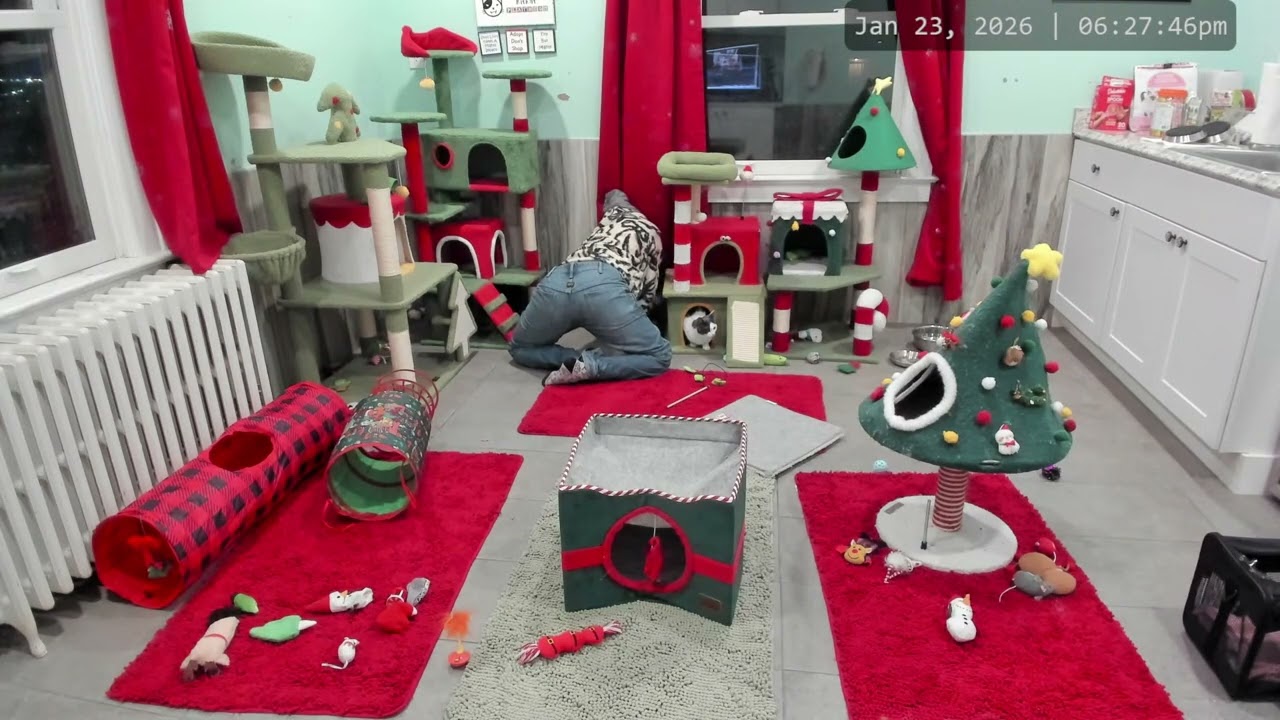Kitkat Playroom: Dilly Goes Home!