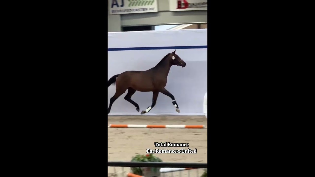 Selected dressage stallions at first viewing 2025 