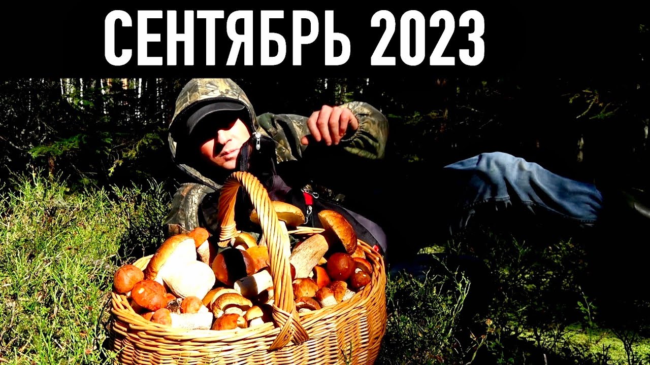 РАЙСКИЕ ГРИБНЫЕ СБОРЫ/ОПЯТЬ ПОЛНО И КРУТО/ГРИБЫ 2023