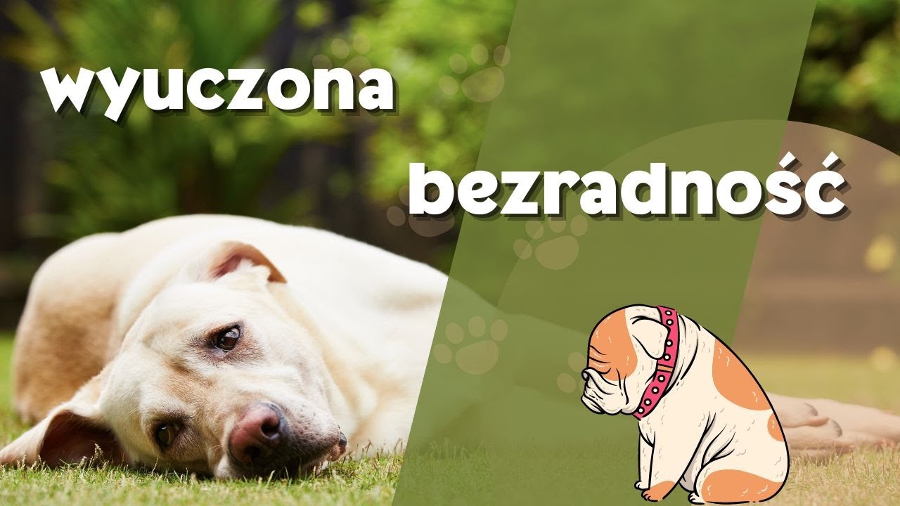 Wyuczona bezradność
