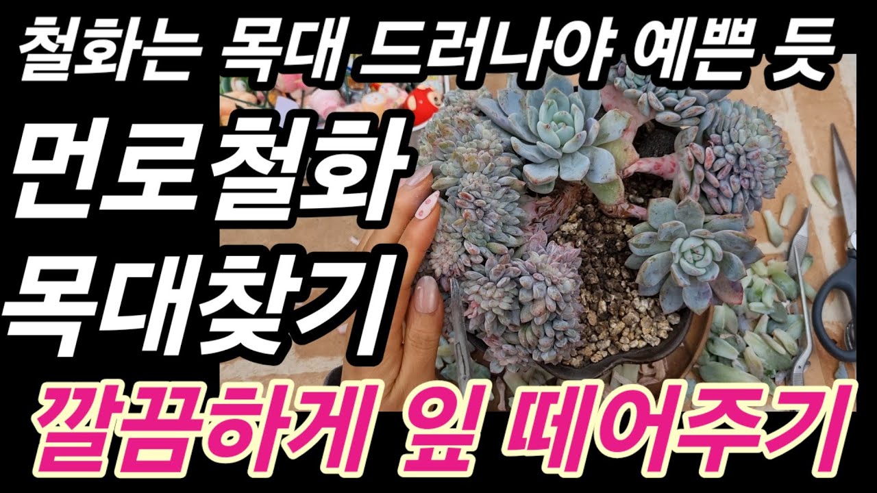 먼로철화, 지저분하고 힘없는 생잎 상처 안나게 떼어주고 있어요 ~ 철화 깔끔한 목대 찾아주기 💕