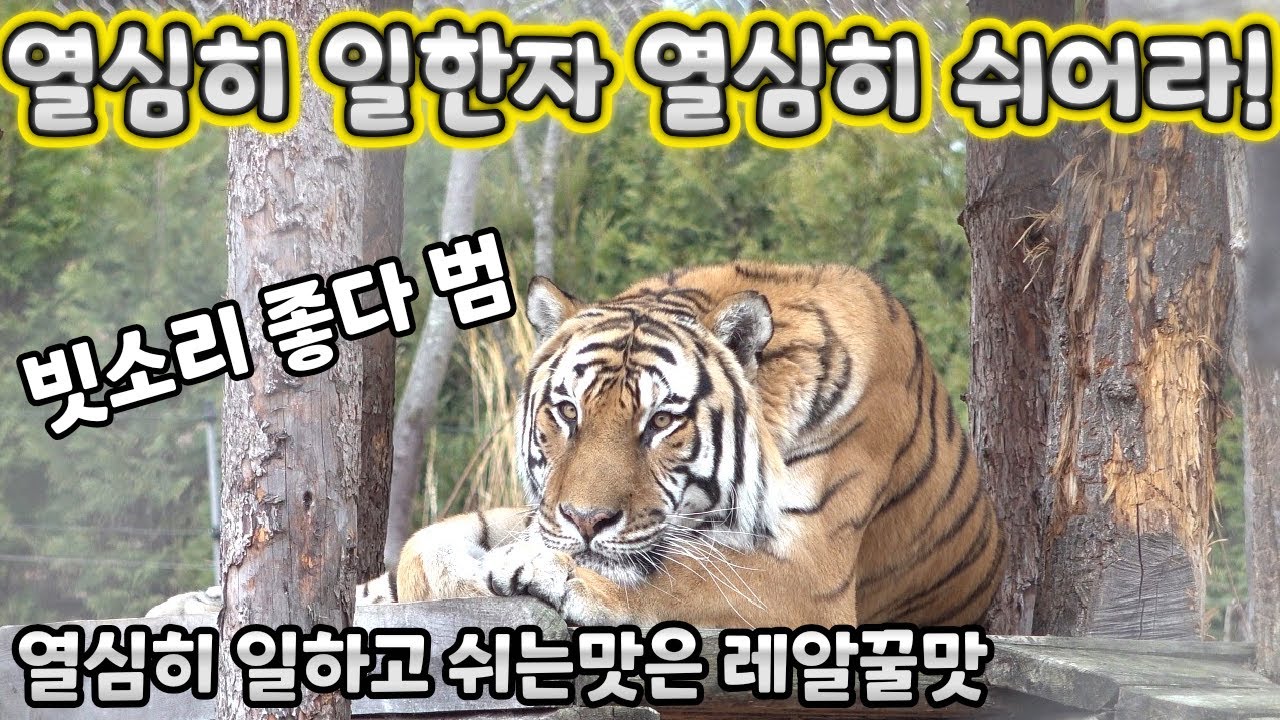 (4K) 한이형아 흔적 찾아 열심히 탐색하다 무슨 할말이 그렇게 많은지  - 백두대간수목원 / 한국호랑이 / 호랑이숲