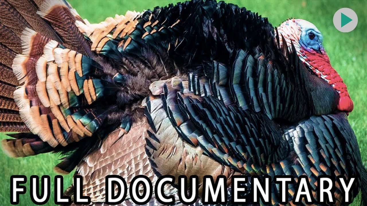 WILD AMERICA: WILD TURKEY - Part 2 🌍 Full Exclusive Documentary Premiere 🌍 English HD 2025