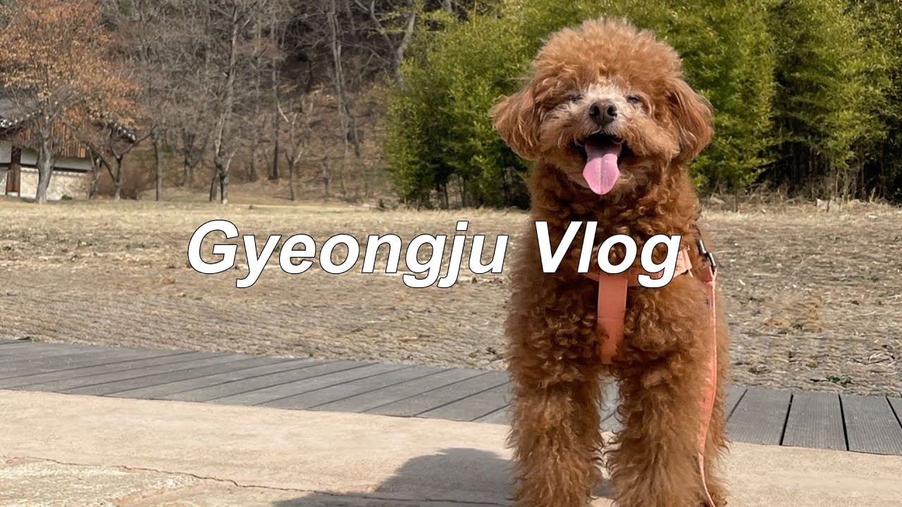 강아지랑 2박 3일 경주 여행 브이로그｜황리단길 애견동반 카페｜1일 1바베큐