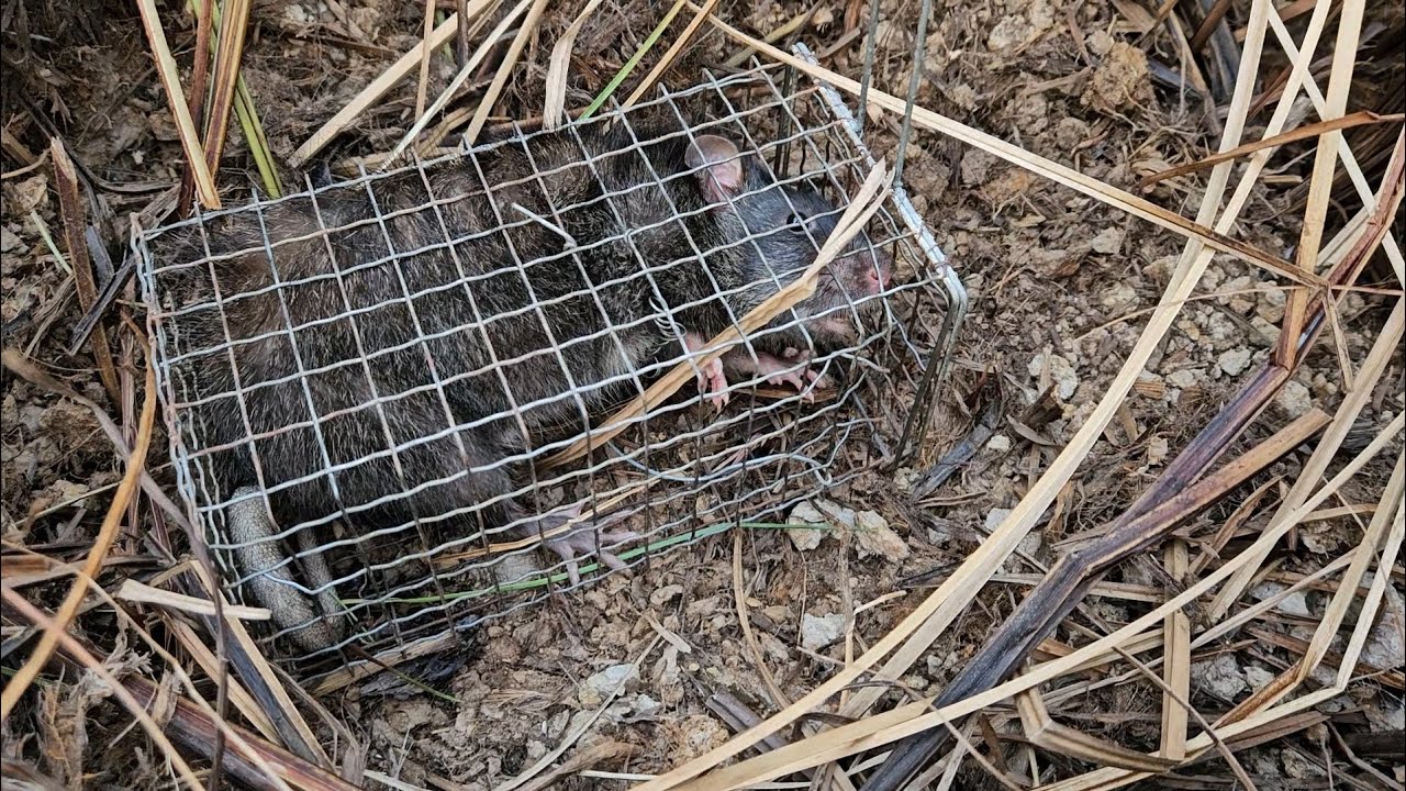 Sáng Sớm Thăm Bẫy Chuột Đồng | Early Morning Rat Trap Check