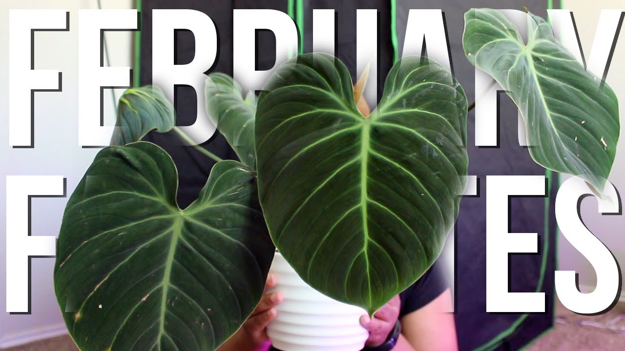 5 Plants I Was Obsessed With In February + How I Take Care Of Them