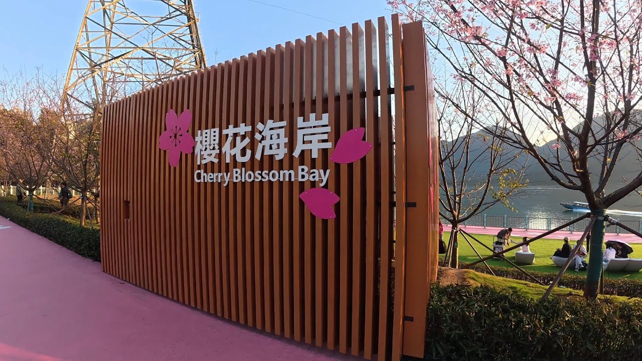 CHERRY BLOSSOM BAY | TUNG CHUNG | HONG KONG | 06 FEBRUARY 2026