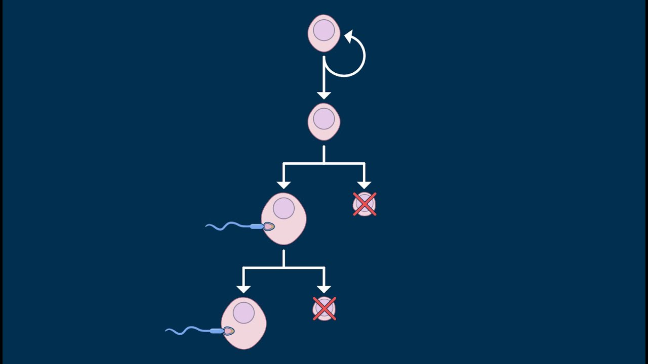 Oogenesis
