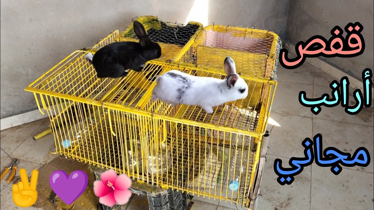 قفز قنية فابور تقريبا ✌️💜🌺