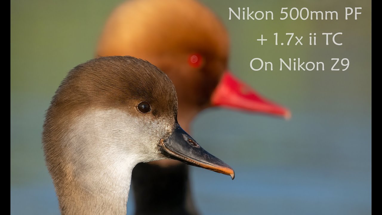 Nikon 500mm f5.6 PF with 1.7x ii Teleconverter on Nikon Z9