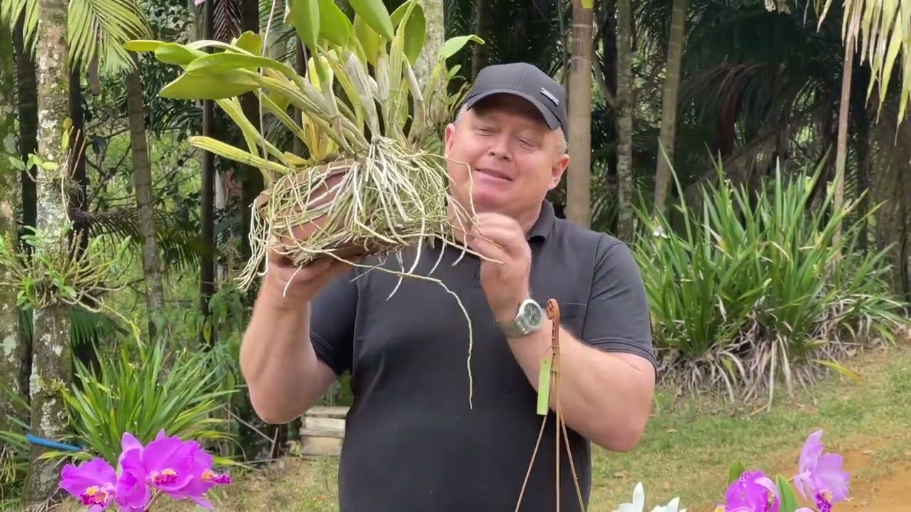 Curiosidades do cultivo da Cattleya lueddemanniana