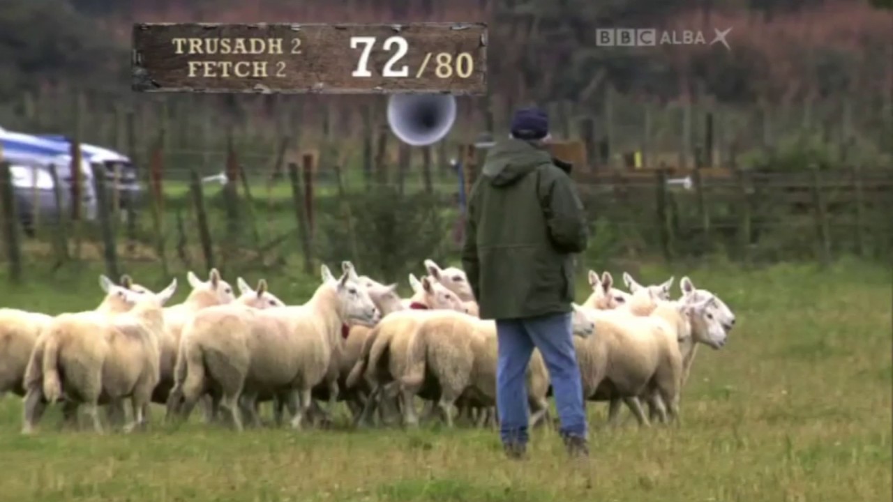 Bobby Dalziel & Spot - Final - International Sheep Dog Trial 2011