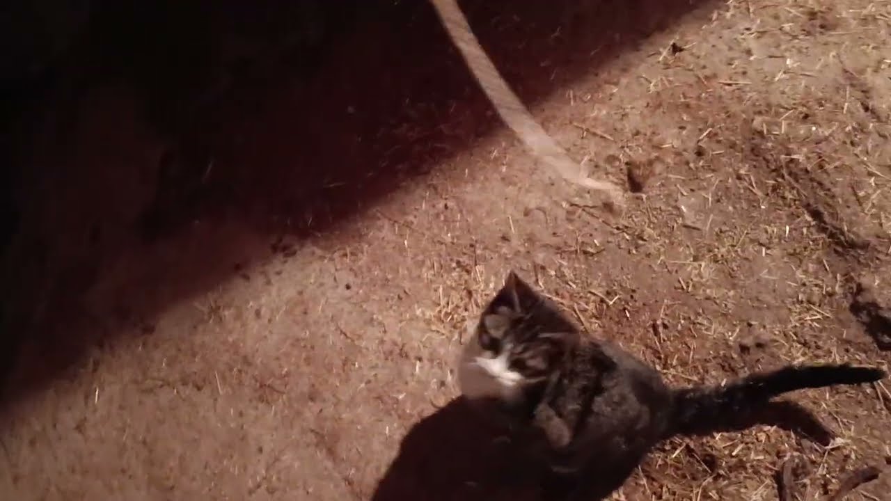 Hayvanlarla uğraştım  tavşanı kaçırdık (günlük işler)