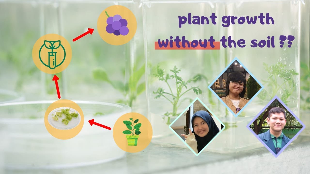 Grape Shoot Culture