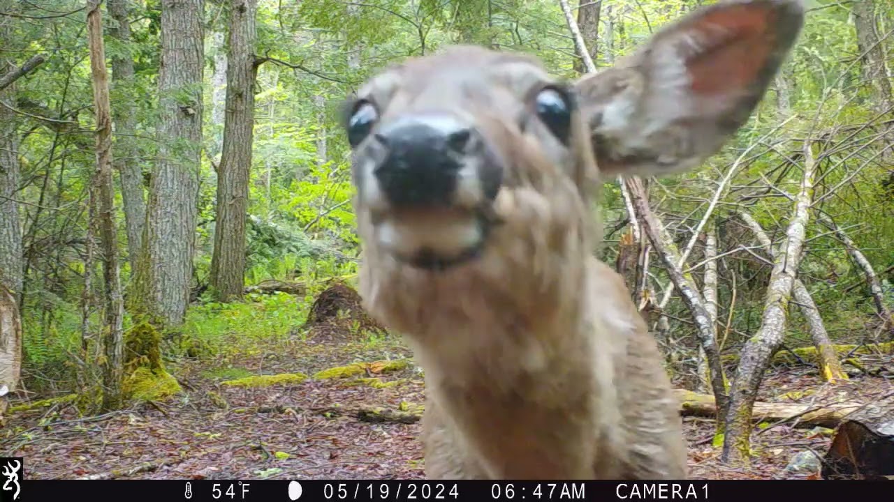 May 2024 Game Cameras