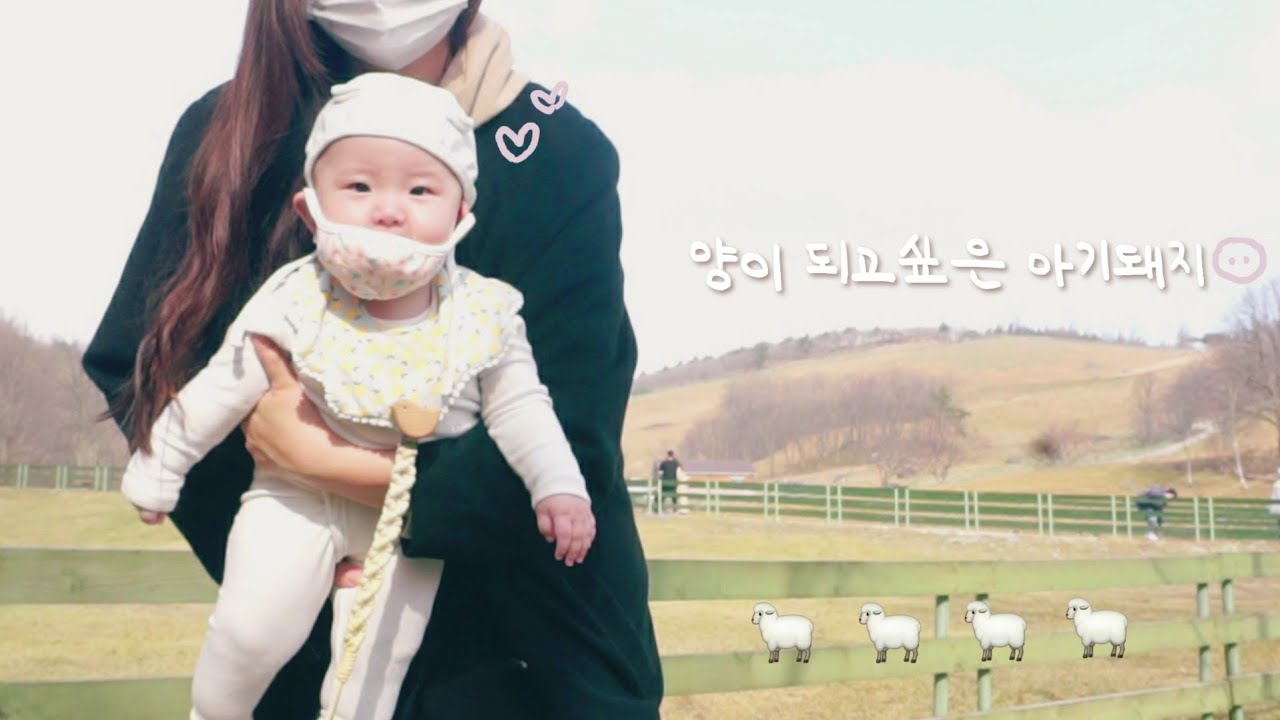 [육아 브이로그] 음마로 의사소통하는 8개월아기 일주일 일상👶🏻🍼 (먹성폭발🐽, 결혼3주년🎂, 양없는 양떼목장🐏, 시판이유식) | vlog