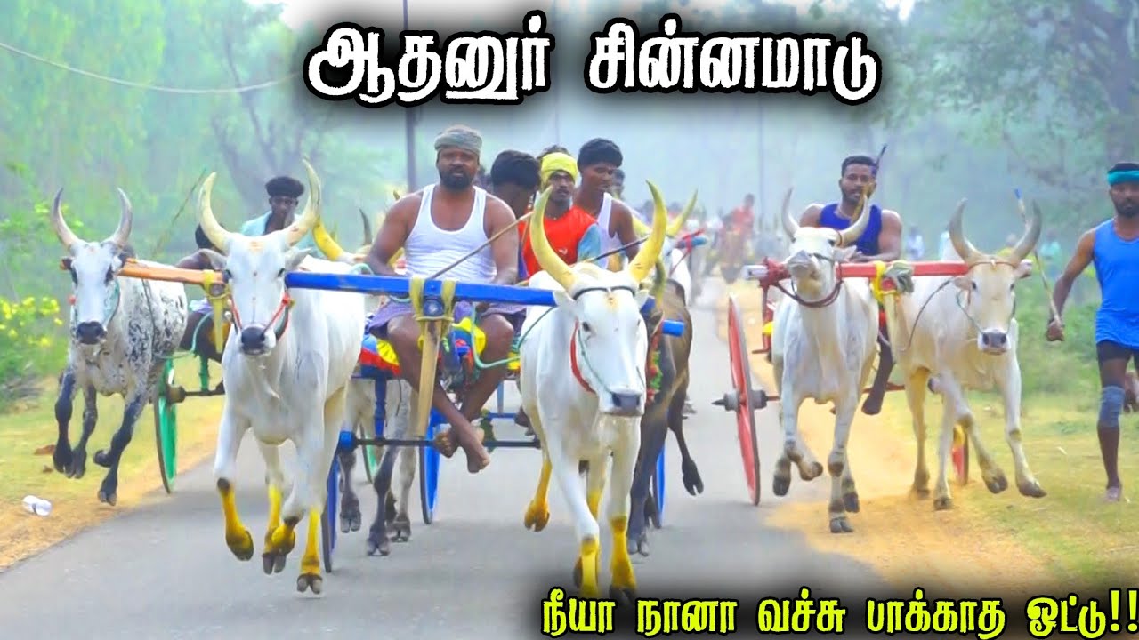ஆதனூர் சின்னமாடு பந்தயம் 16-02-2026|Periyamadu  Race