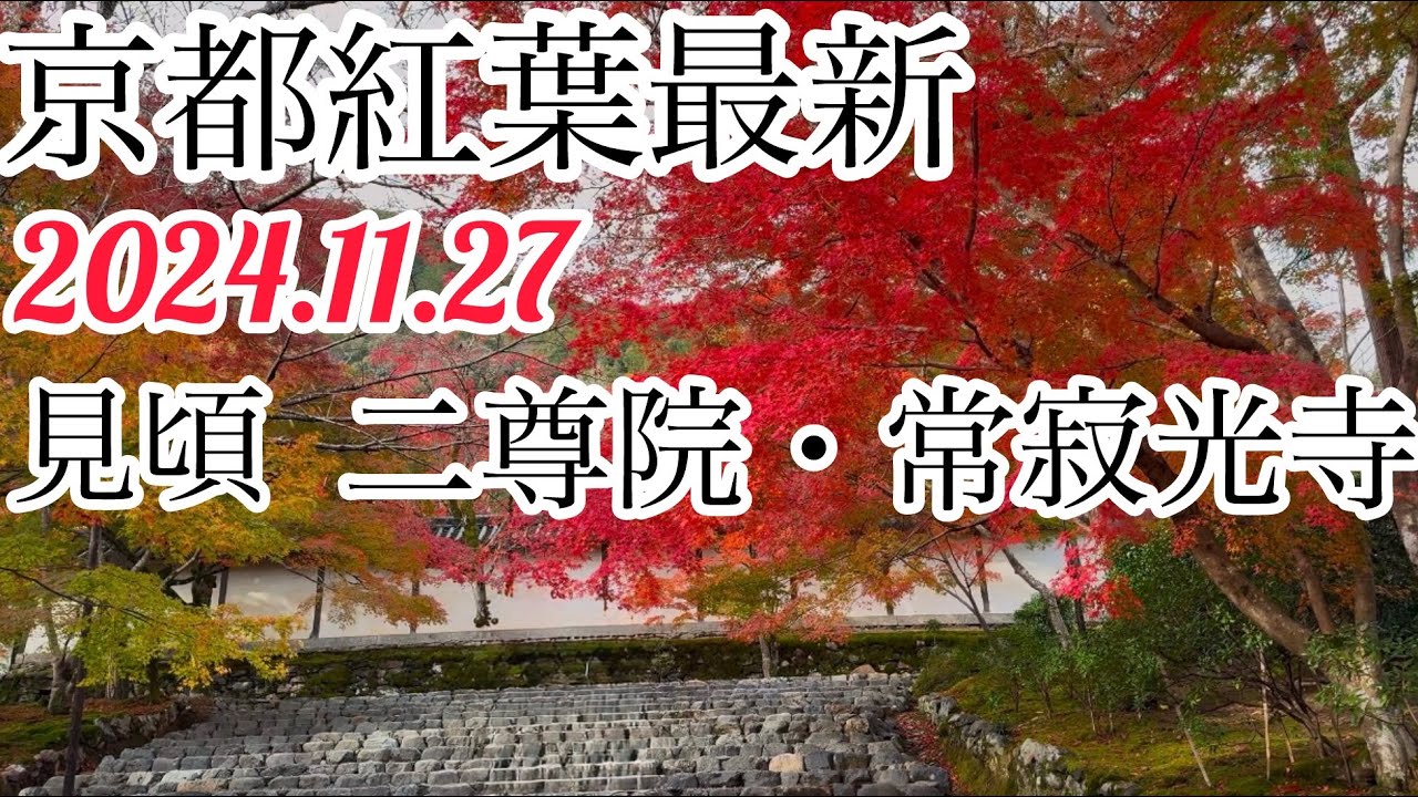 【京都紅葉】見頃「常寂光寺」「二尊院」離れがたい美しい紅葉/Best time autumn leaves in Kyoto.  #京都黒柴散歩