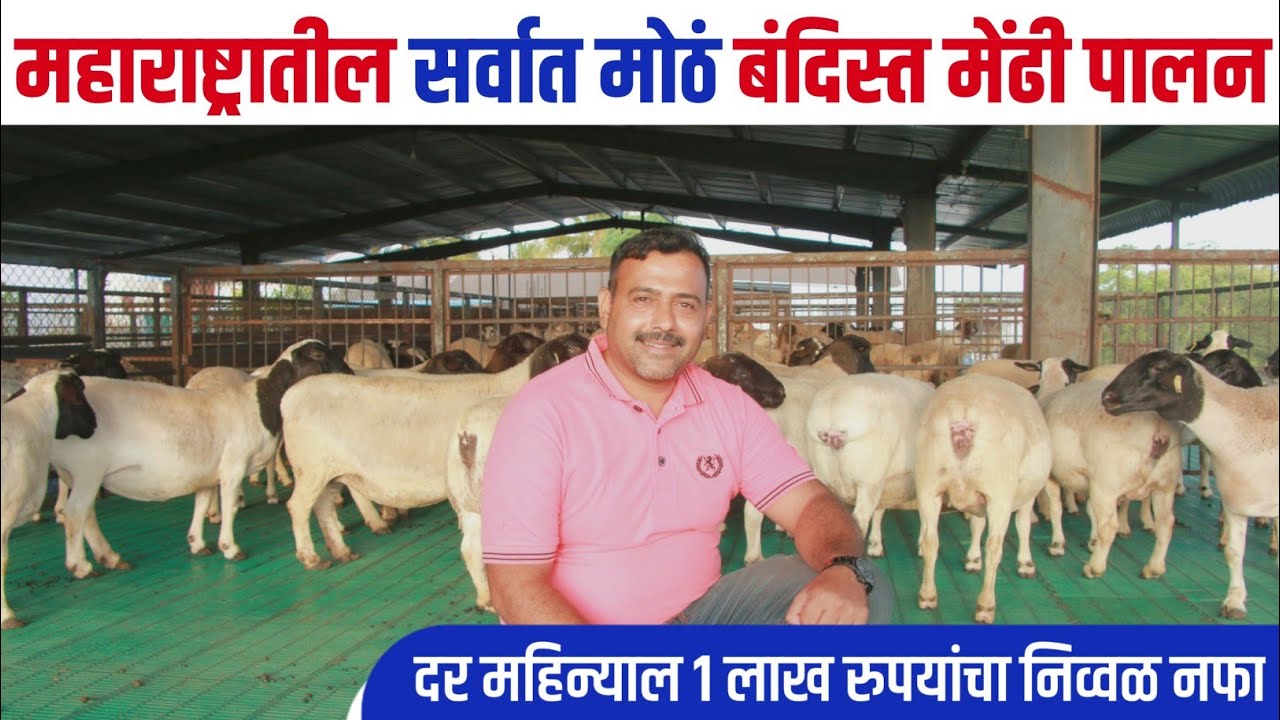 महाराष्ट्रातील सर्वात मोठं अत्याधुनिक बंदीस्त मेंढी पालन । कमवा प्रत्येक महिन्याला १ लाख रुपये ।