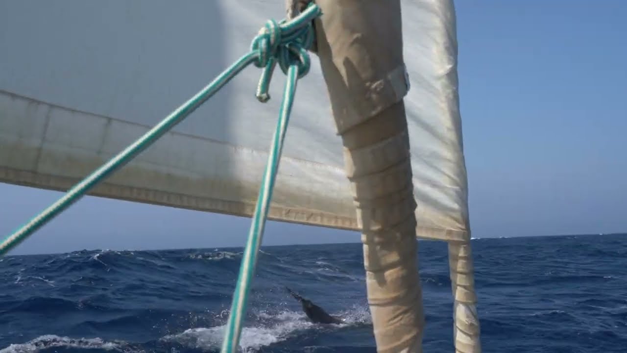 Dauphins au large du Cap Creus - Voilier RM 1050