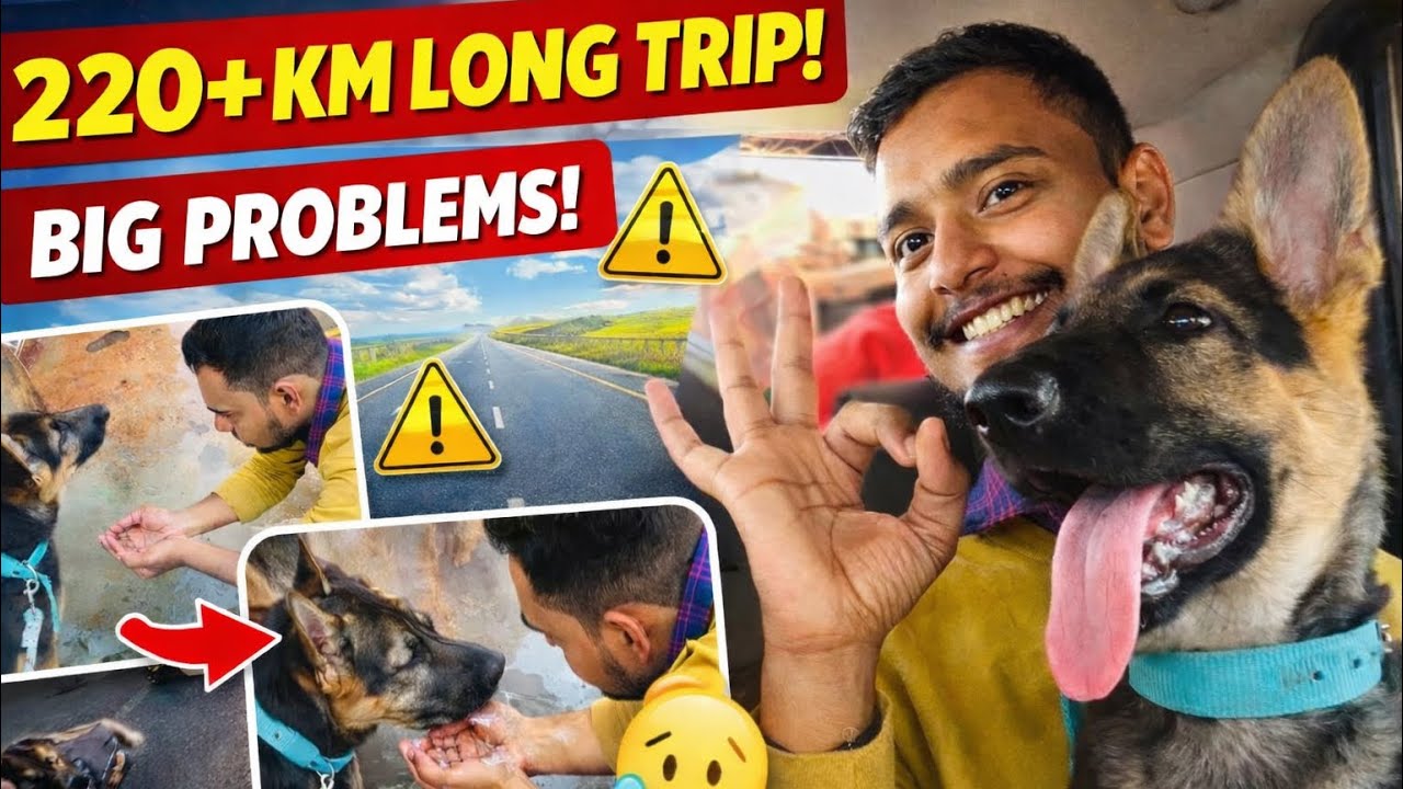 German shepherd Chali Safar Par 🐕 | German Shepherd Ki Pehli Journey 😍 #germanshepherd #gsdpuppy 