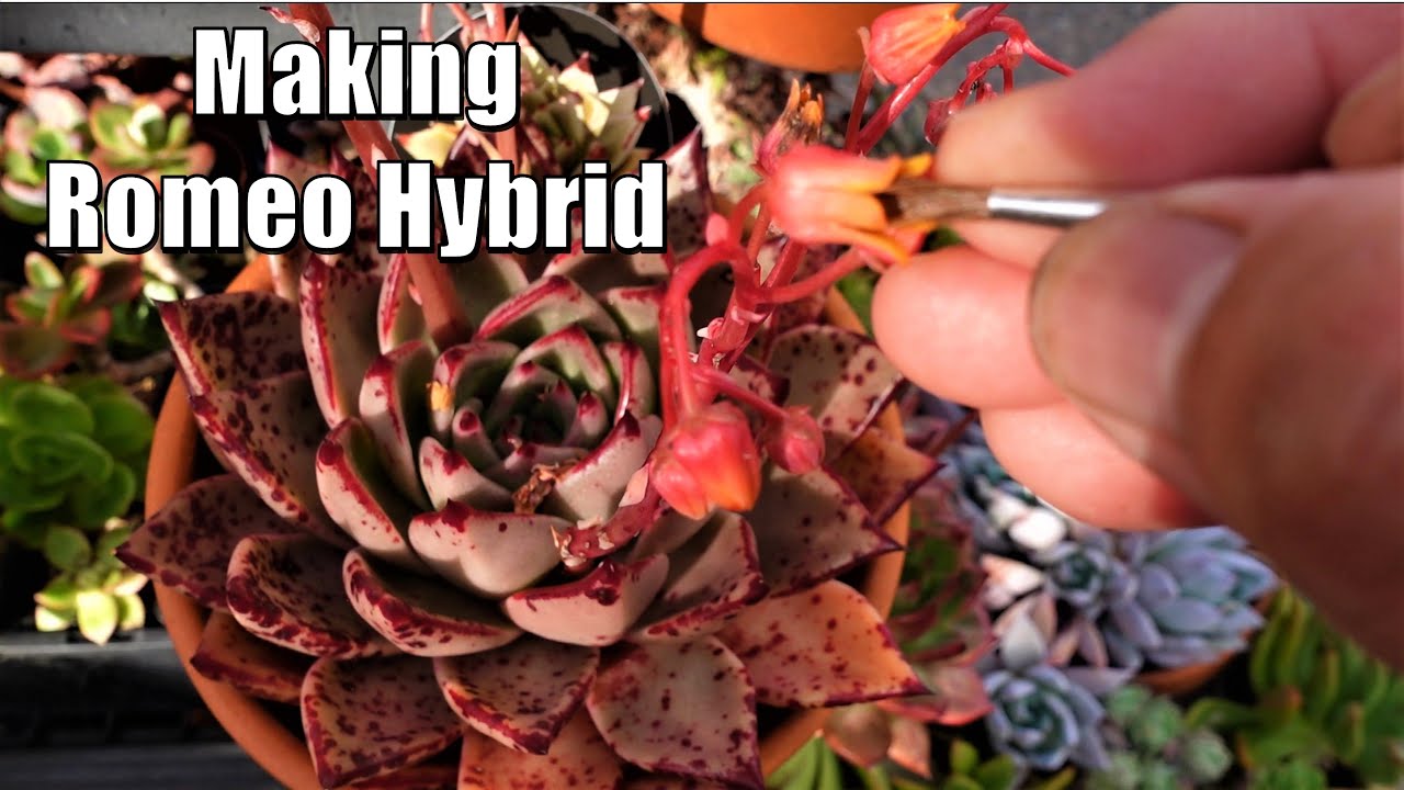 How to Pollinate Succulent Seeds - Making A Romeo Hybrid