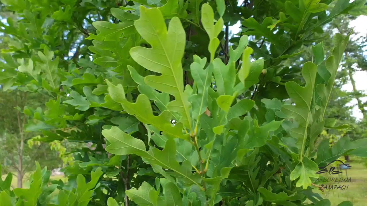 Quercus &times; bimundorum 'Crimschmidt' kř&iacute;ženec dubu b&iacute;l&eacute;ho a letn&iacute;ho