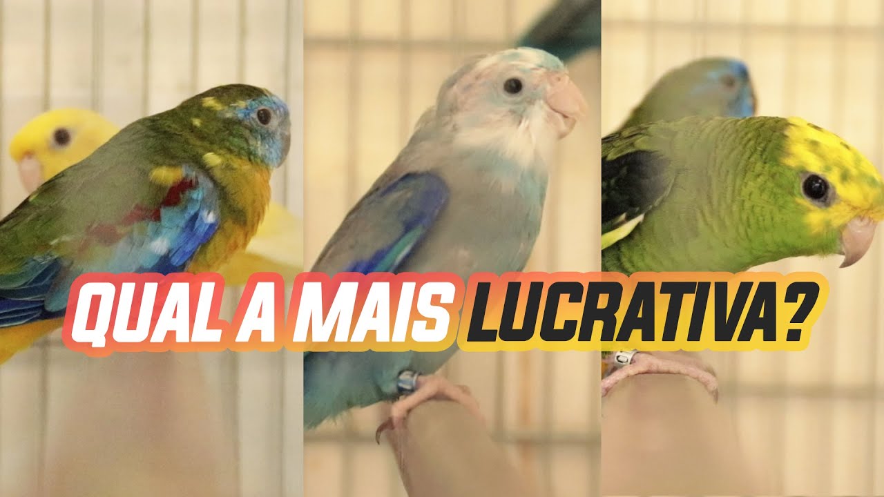 AVES PEQUENAS: QUAL &Eacute; A MAIS LUCRATIVA?