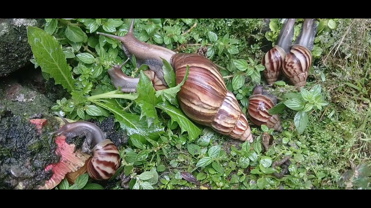 Wahh bnyk keong racun..#keongracun #snail #bekicot #binatang #hewanliar