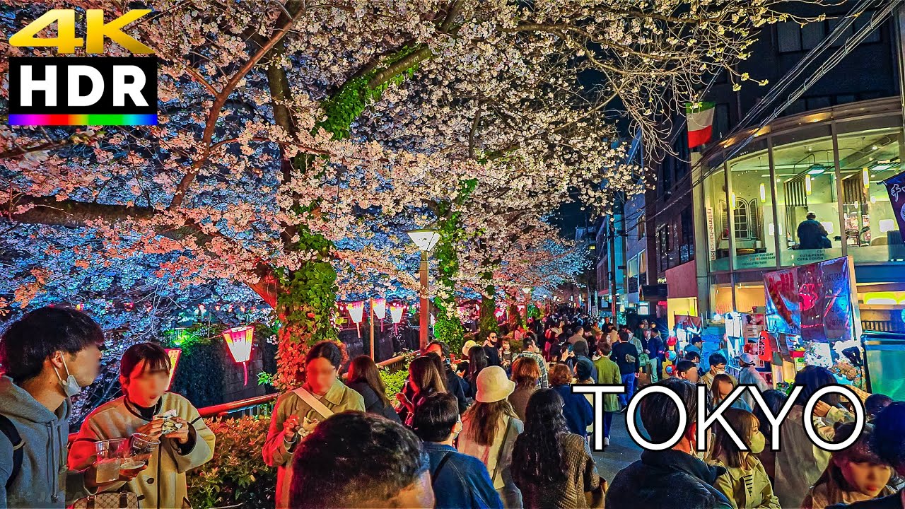 Tokyo Cherry Blossom Festival - Meguro River Evening Walk Tour【4K HDR】