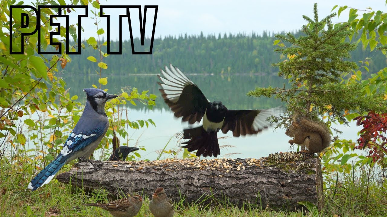 Cat TV • Dog TV - Birds & Squirrels by the Lake 🪺 Relaxing Nature for Dogs, Cats, & People