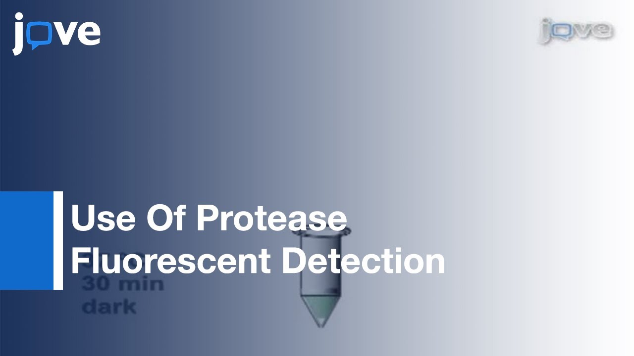 Use Of Protease Fluorescent Detection Kit To Determine Protease Activity l Protocol Preview