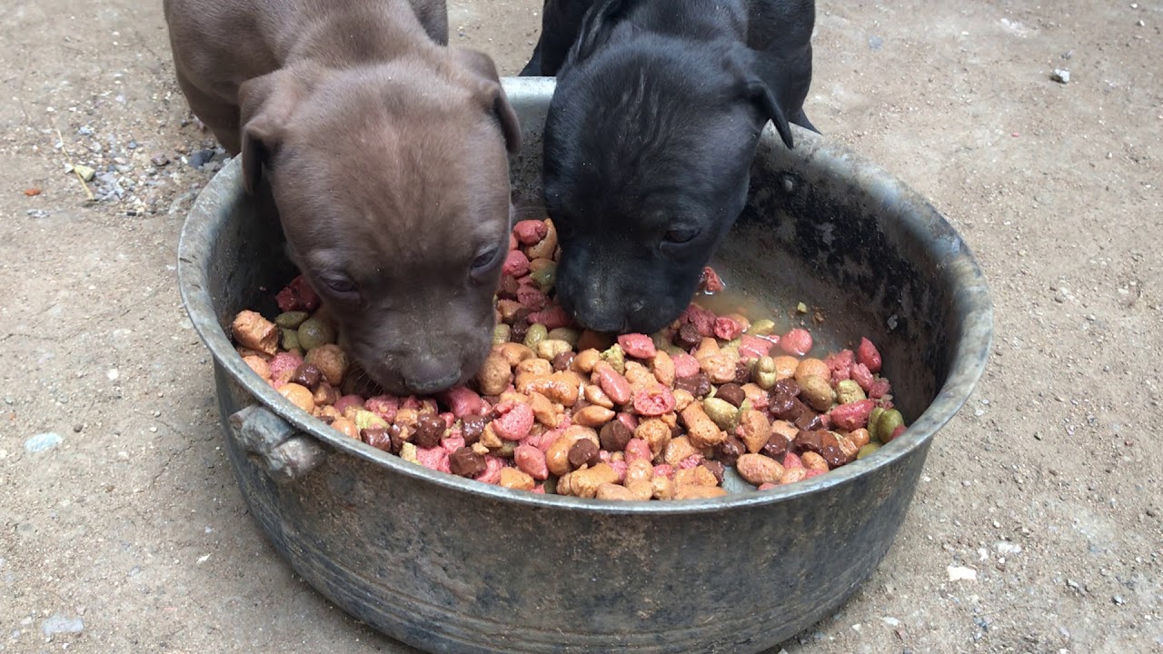 Cómo alimentar a Cachorros pitbull de 1 mes recién destetados dia 1