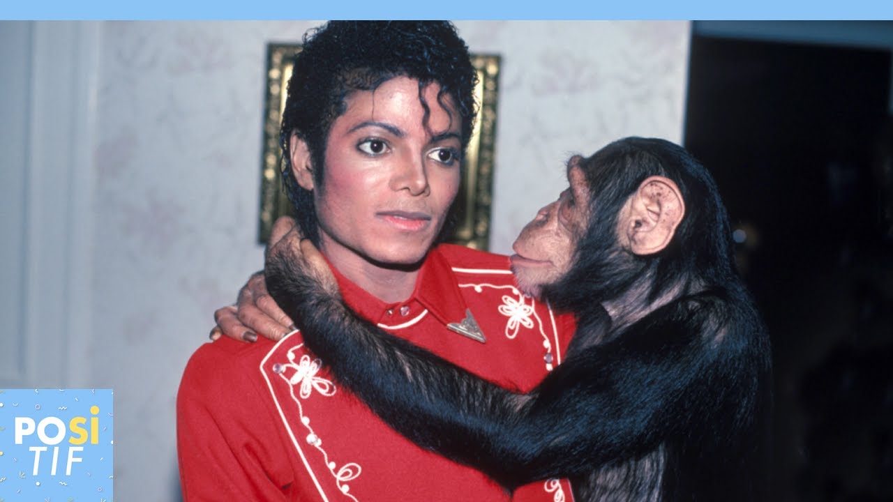 La terrible histoire du chimpanz&eacute; de Michael Jackson