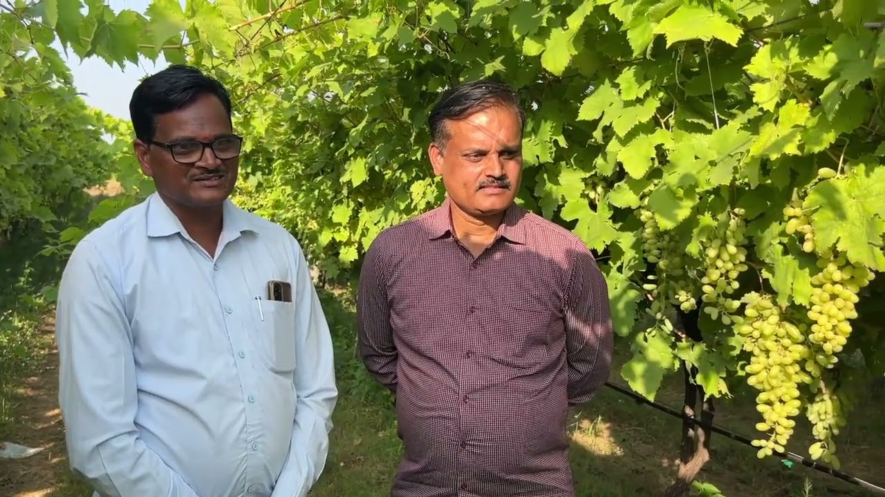 SCTवैदिक🍇 4 वर्ष सलग वापराने 0.8%सेंद्रियकर्ब वाढ,प्रतिवेल 65 घडं, रेस्ट मध्ये काम तर बहारात आराम ‼️
