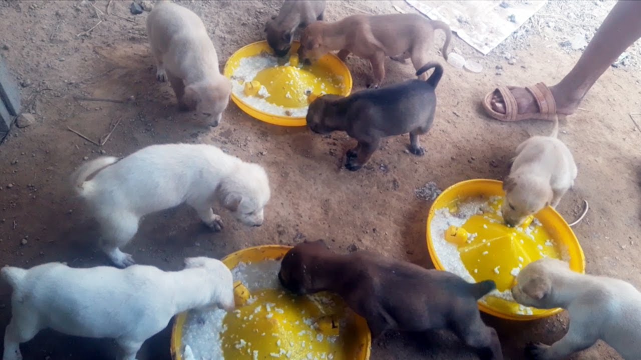 Day 11 feeding poor mother dog and 9 puppies living in deep soil (EP48)- Rescue family puppies