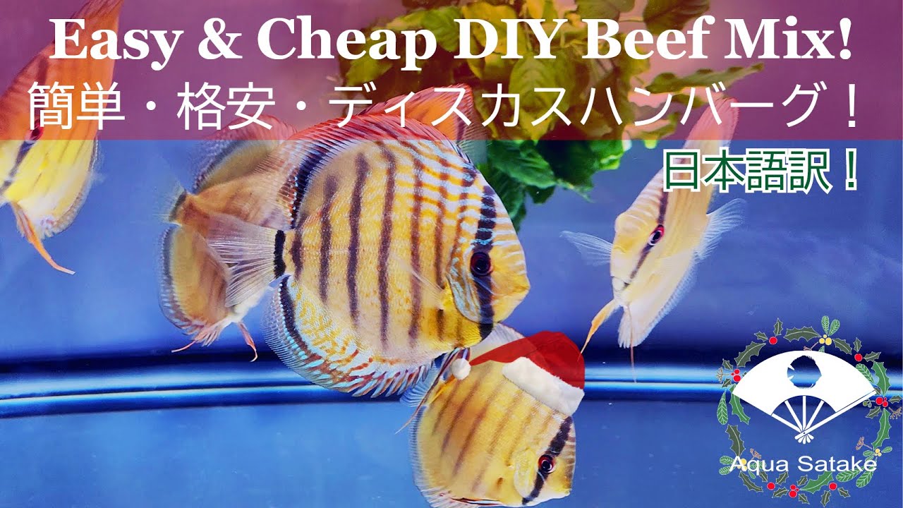 Beef Heart Recipe for Discus!  ディスカスハンバーグ レシピ！