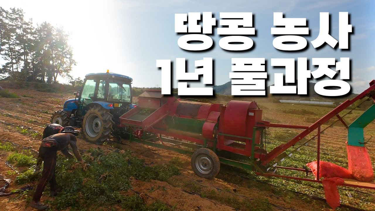 땅콩 파종 제초 수확 탈곡 탈피 땅콩 버터까지…