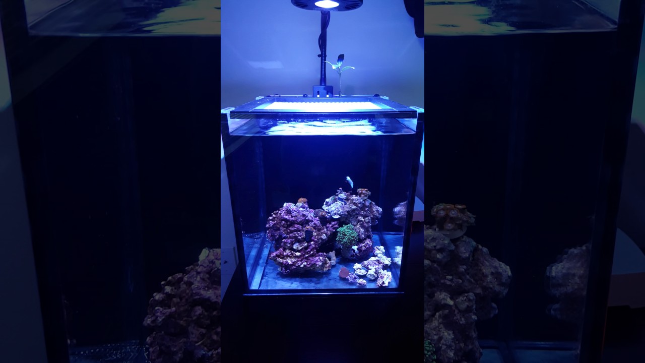 Little update Kessil A80