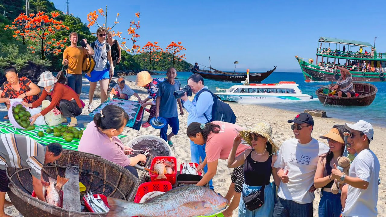 Đảo Cù Lao Chàm Mùa Hoa Ngô Đồng Nở Rộ║Cách Đất Liền Chỉ 15 Cây Số