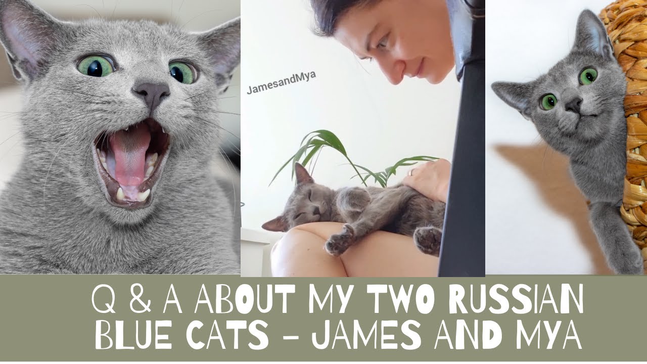 Q&A about my Russian Blue cats - why did we get them & how they has changed us & more| Prettite Life