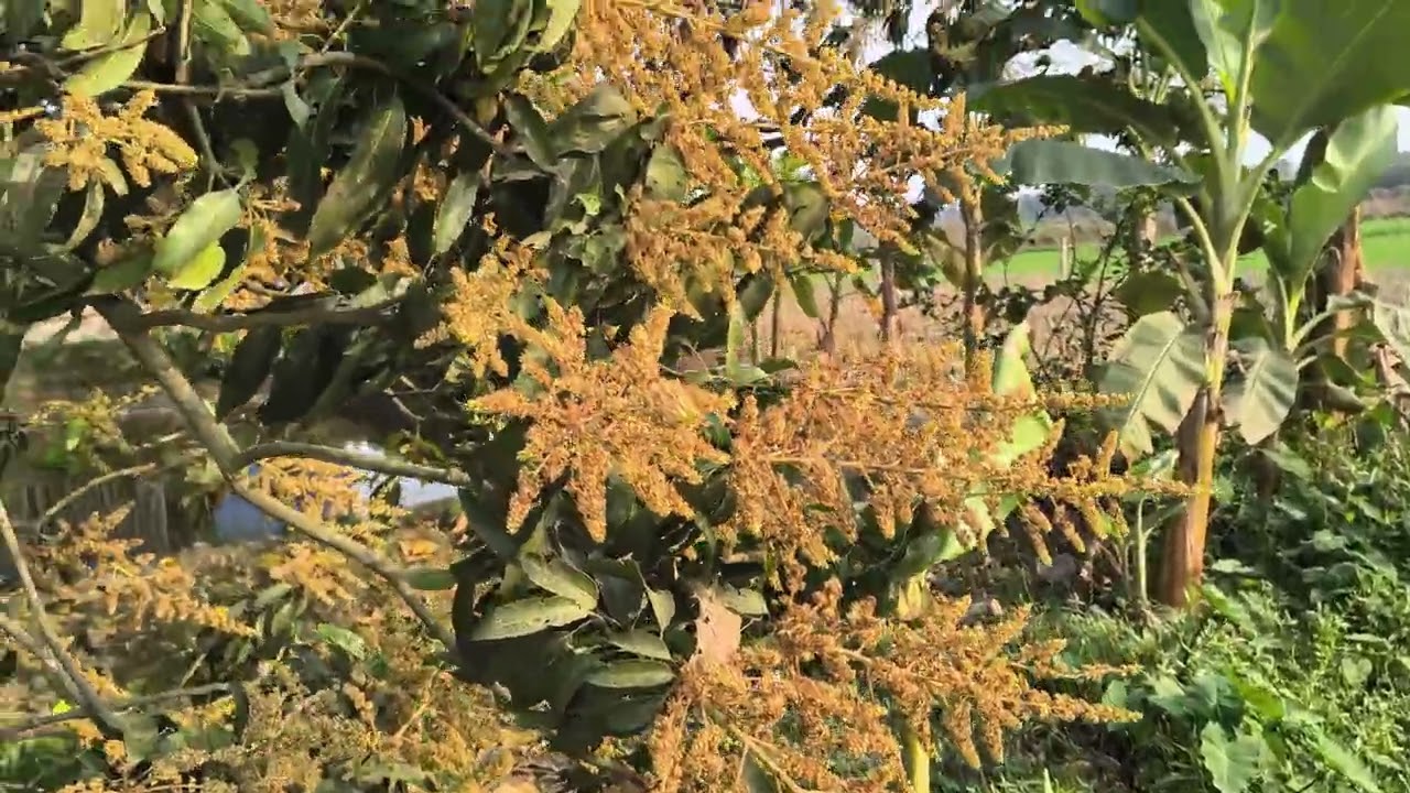 Rare Mango Flowering Season | Mango Bud Explosion 2026 | Every Mango Tree Full of Buds 